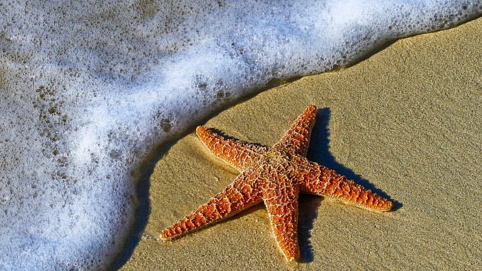 Sea star's disappearance has had damaging consequences for the marine ecosystem | Pixabay