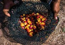 A net of harvested oil palm fruit | Photo: Sanjit Das | Bloomberg