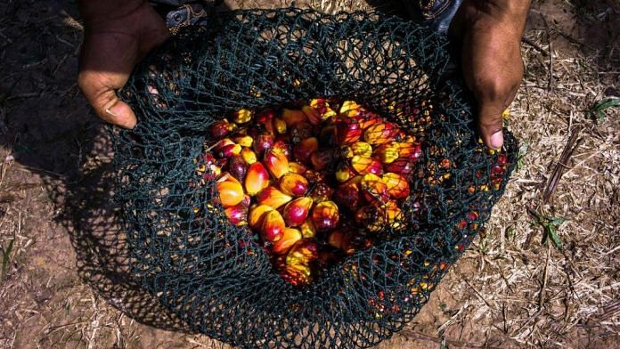 A net of harvested oil palm fruit | Photo: Sanjit Das | Bloomberg