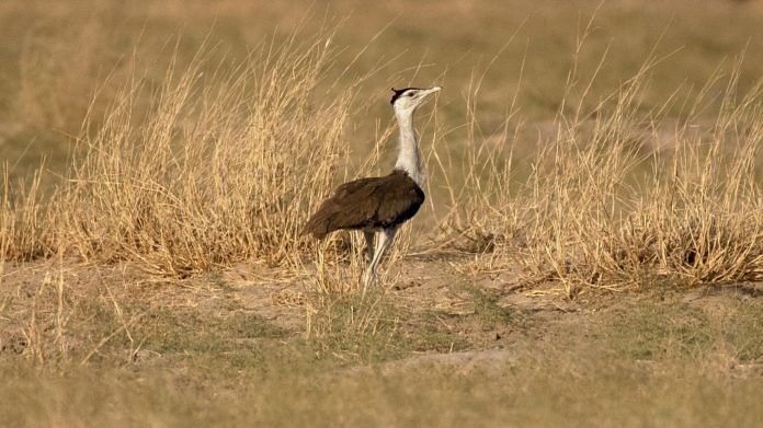 A Great India Buzzard in the Desert National Park near Jaisalmer, India | Bloomberg
