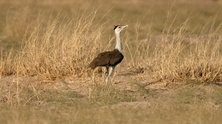 India’s green energy goals have a serious problem – the Great Indian Bustard