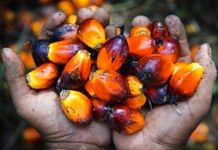Representational image | Flickr @CIFOR