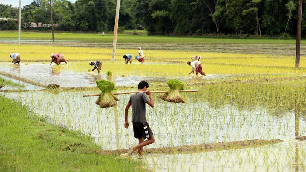 A farmer farming paddy field at Jokai, under Dibrugarh district in Assam on 17 June 2020 | ANI