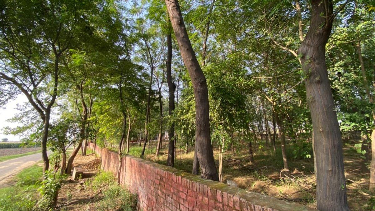 The mini forest by the village cremation ground that Singh created | Photo: Reeti Agarwal/ThePrint