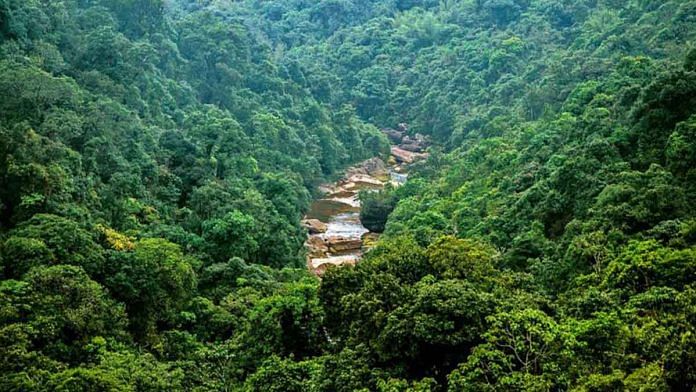 Representational image | Forests of Cherrapunji, Meghalaya | Commons