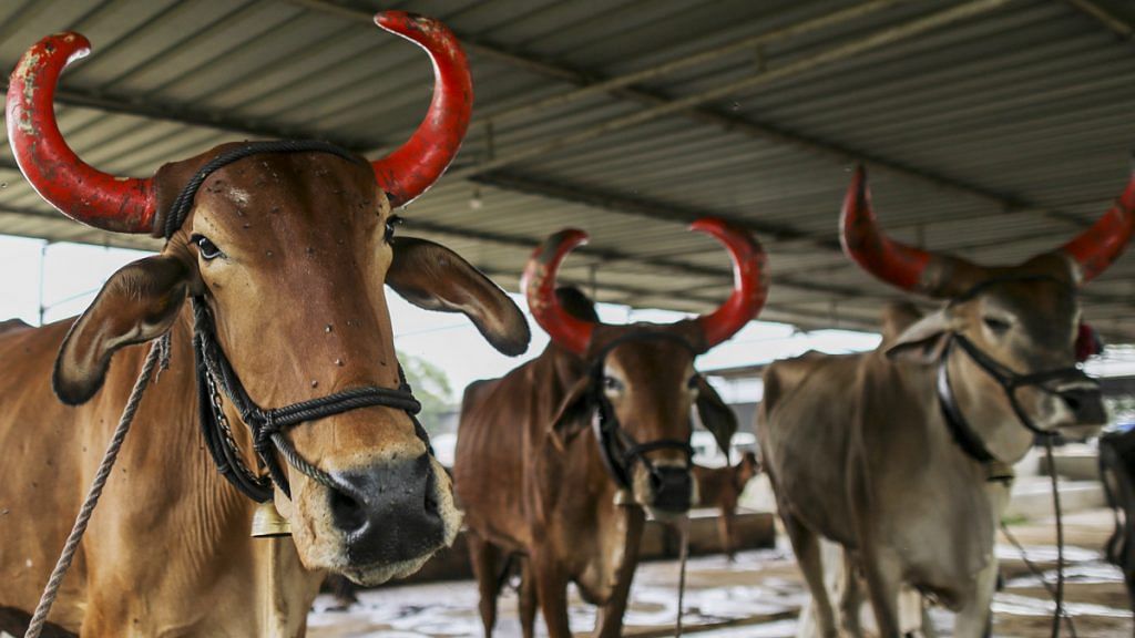 Muslims can't use liberal arguments to justify communalism on the cow  slaughter issue