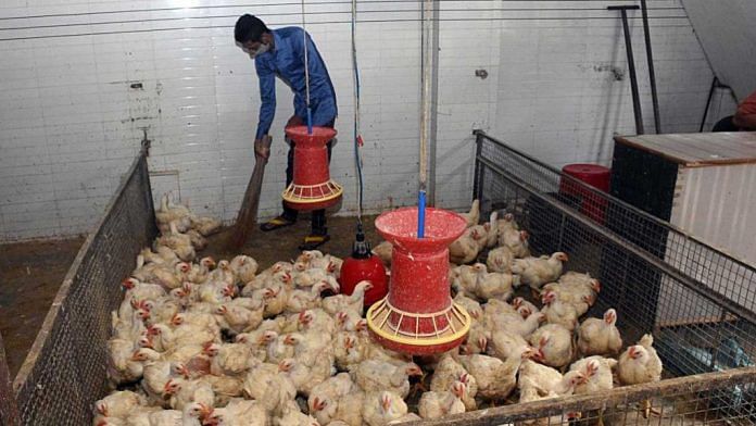 A worker cleans a poultry farm amid bird flu alerts | Representational Image| ANI