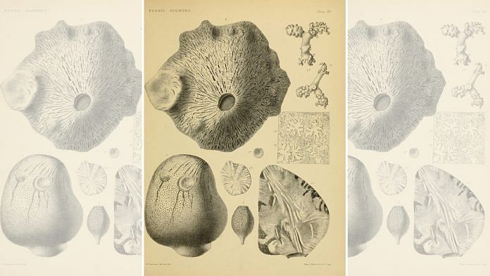 Catalogue of the fossil sponges in the Geological Department of the British Museum (Natural History) | Wikimedia Commons