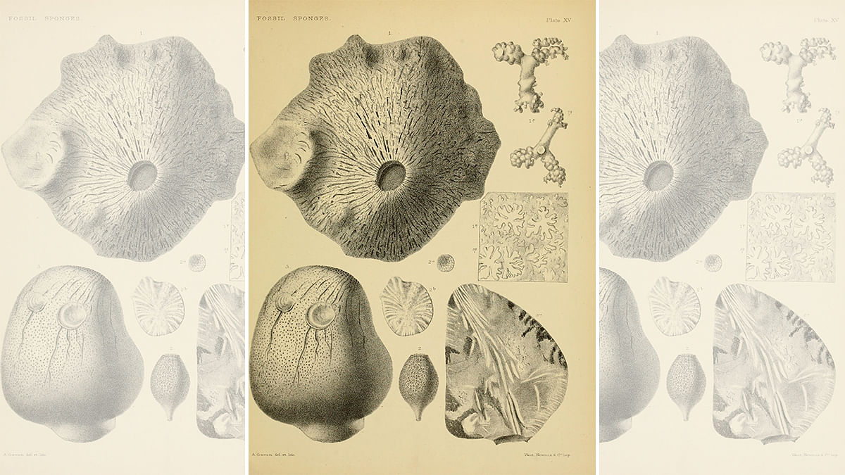 Canadian rocks dating back 890 mn yrs are oldest animal fossils? Not all scientists agree - ThePrint