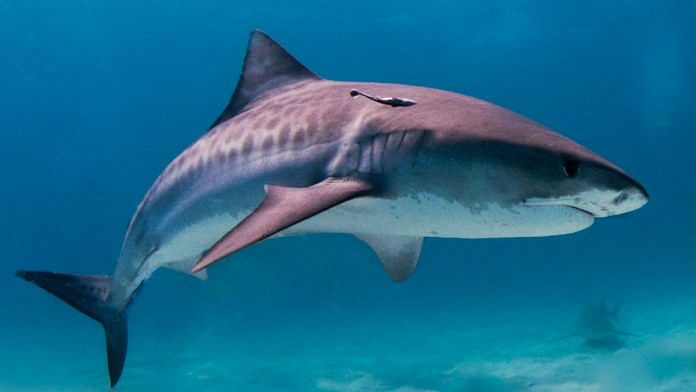 Representative image of a shark |  Wikimedia commons