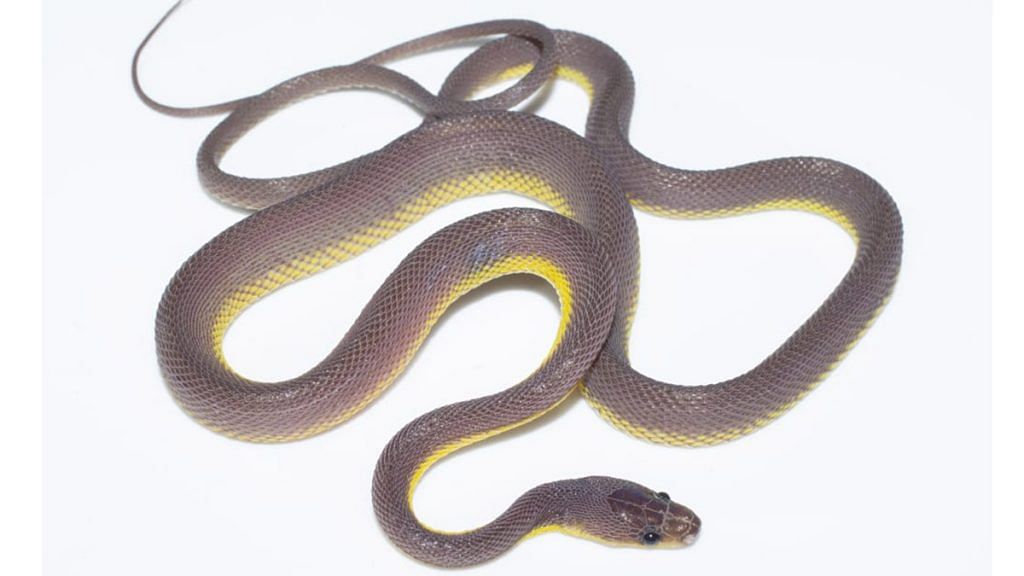 Newly discovered snake species Stoliczkia vanhnuailianai | Twitter | @roopak1966