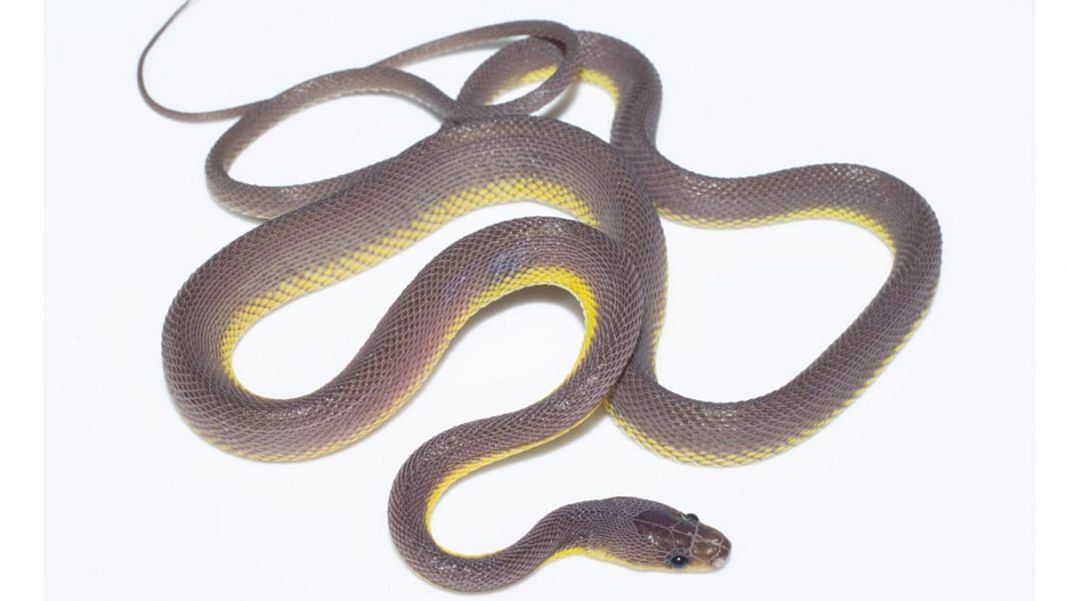 Snakes names. Snake Discovery. Имя для змеи. Venomous_Dolly @Venomous_Dolly. Name : Snake Polyps Isaurus tuberculatus.