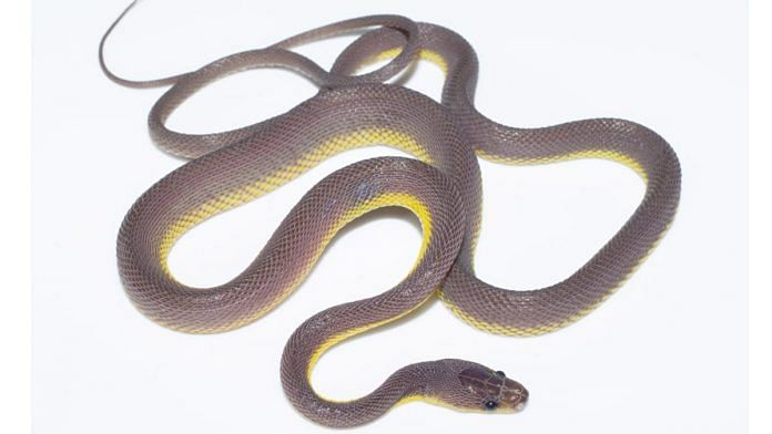 Newly discovered snake species Stoliczkia vanhnuailianai | Twitter | @roopak1966