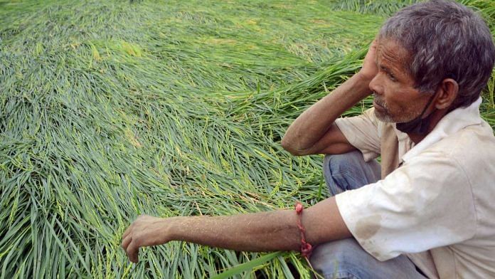 Representational image of a paddy farmer in Uttarakhand | ANI