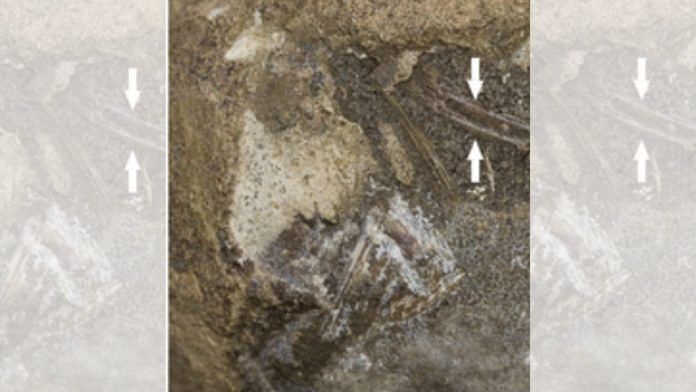 Photograph of the fossilised egg showing the exposed embryonic bones of the turtle | The Royal Society