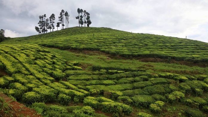 A view of the tea estates in Nilgiris district in Tamil Nadu | Manisha Mondal | ThePrint