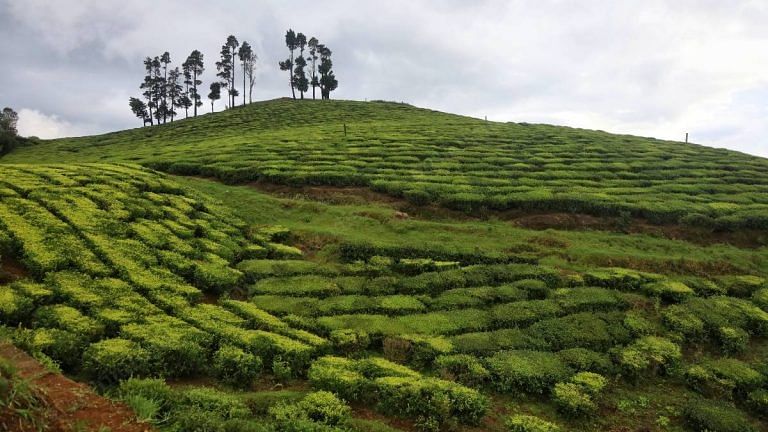 Indian tea is world famous, but our exports are still behind Kenya, China and Sri Lanka