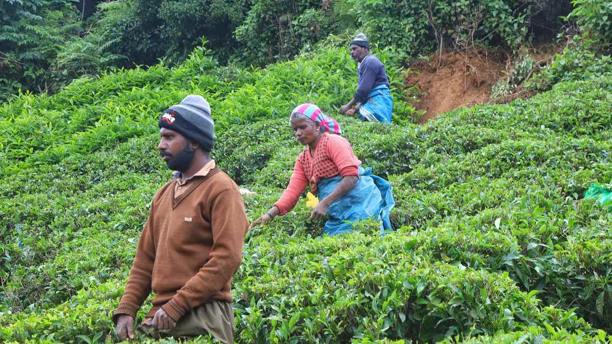 Tea plantation workers in a tea estate in Nilgiris district, Tamil Nadu | Manisha Mondal | ThePrint