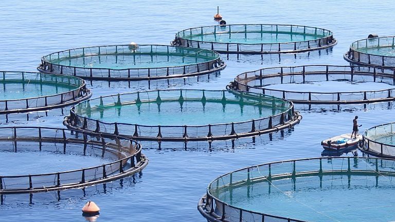 Linking agriculture with fish farming can help feed the world. Here’s how