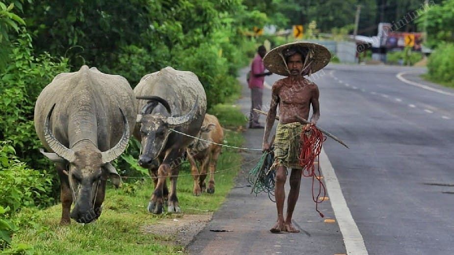 A man herds his cattle along a deserted National Highway 306 at Silchar in Assam | Photo: Praveen Jain/ThePrint