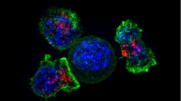 Superresolution image of a group of killer T cells (green and red) surrounding a cancer cell (blue, center)
