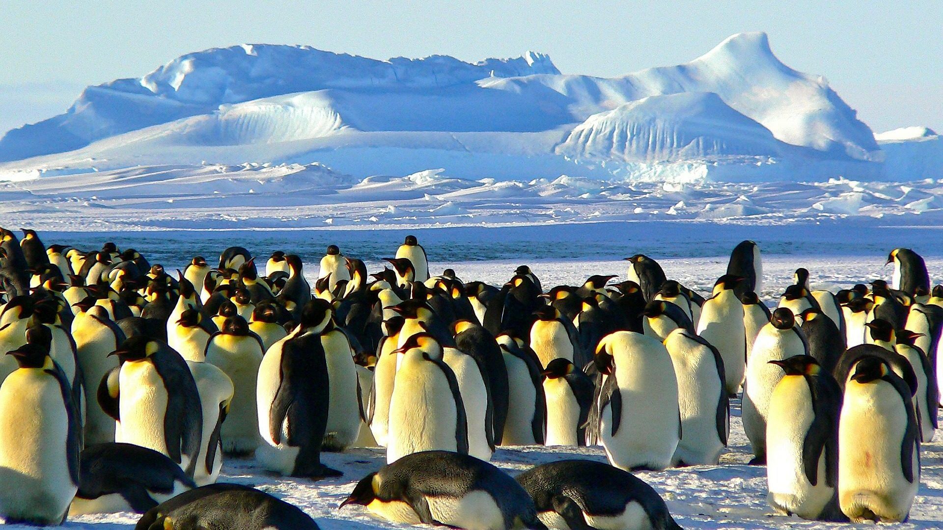 98% of emperor penguin colonies could be extinct by 2100 as ice melts
