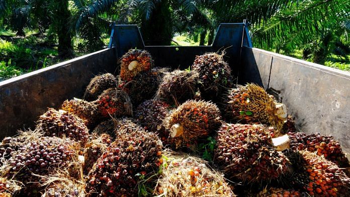 Harvested oil palm fruits loaded into a trailer at a plantation in Kapar, Selangor, Malaysia | Photo: Joshua Paul | Bloomberg Photo