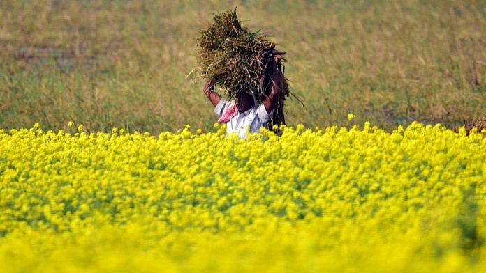 Representational image of a mustard field | ANI