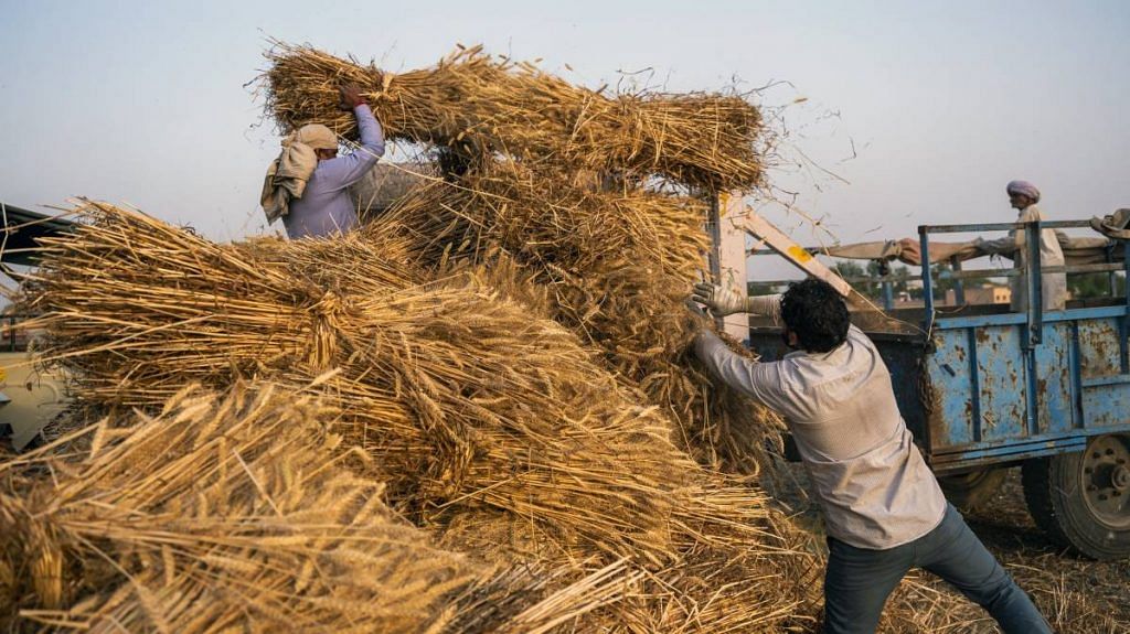 Farmhands operate a thresher while harvesting a wheat field in the Panipat district of Haryana | Photographer: Prashanth Vishwanathan | Bloomberg