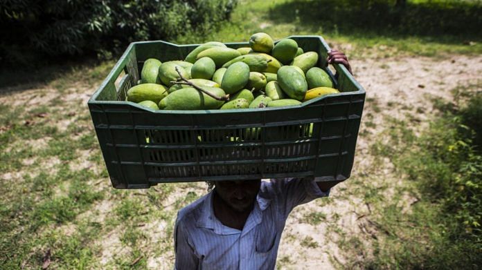 A farmworker carries a crate of harvested Dusehri mangoes on his head at an orchard in Malihabad, Uttar Pradesh | Representational image | Photographer: Prashanth Vishwanathan | Bloomberg