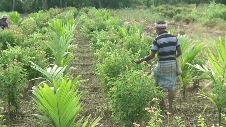 Modi’s ‘Give it up’ plan inspires Karnataka, state asks rich farmers to give up free power