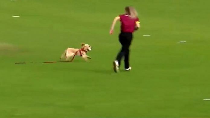 Screengrab of Dazzle the dog invading the pitch during a women's domestic T20 match in Ireland | Twitter | @IrishWomensCric