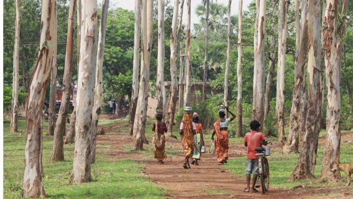 Villages walking between trees while carrying tiffins | Representational image | Manisha Mondal | ThePrint