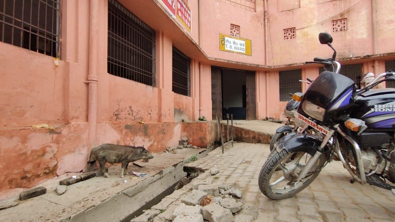 A pig stands by an open drain on the premises of the hospital | Shubhangi Misra | ThePrint