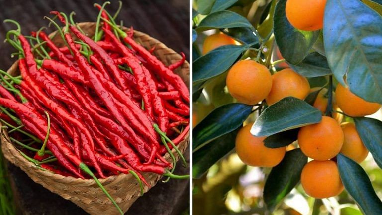 ‘God’s gift’ Hathei chillis and Tamenglong oranges of Manipur get GI tag