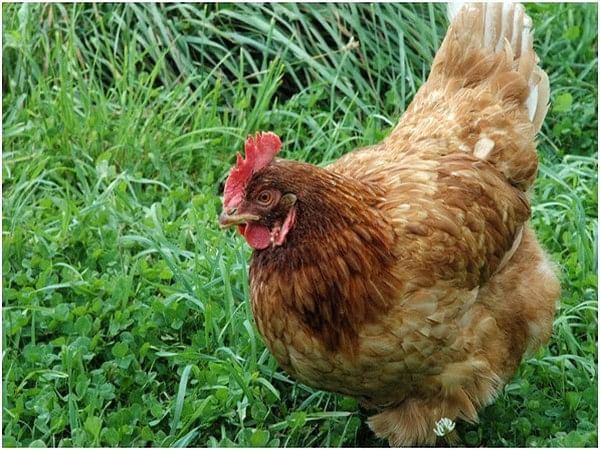 Licious commits to chicken welfare while global QSRs still lag in India ...