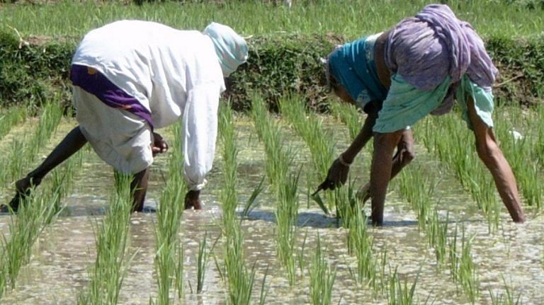 PM releases first non-GM herbicide-tolerant rice varieties. This is how they will help farmers