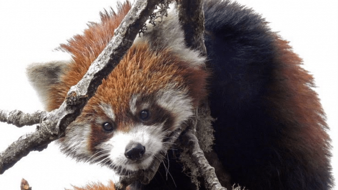 A red panda | Shalini | WWF