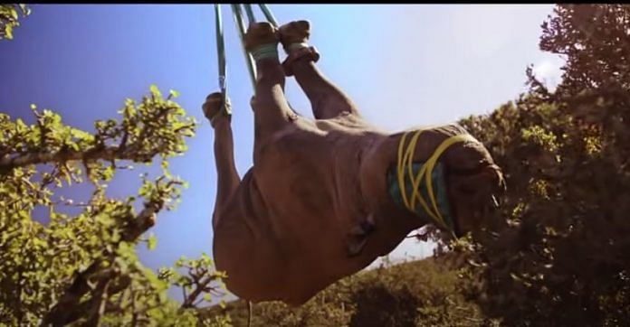 A black rhino being airlifted