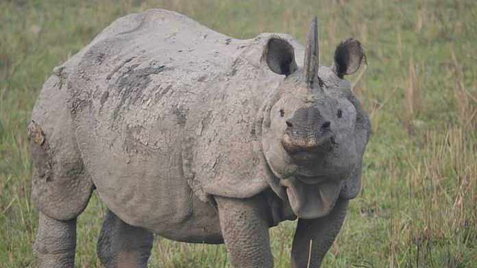 Assam's one-horned rhino. | Wikimedia Commons