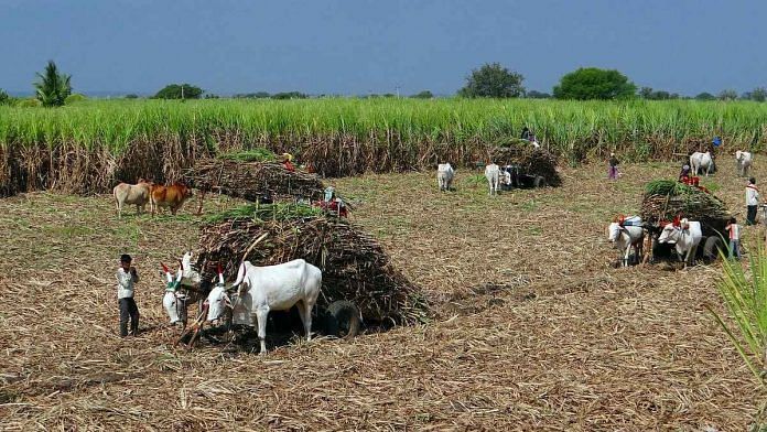 Representational image of sugarcane farming | Photo: Pixabay