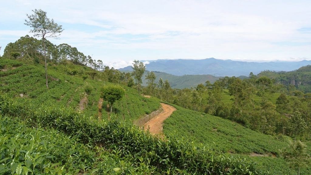 Representational image. | A tea plantation in Sri Lanka's Haputale. | Photo: Commons