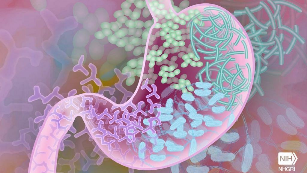 Representative image of Gut Bacteria | Photo Credit: Darryl Leja, NHGRI/Flickr
