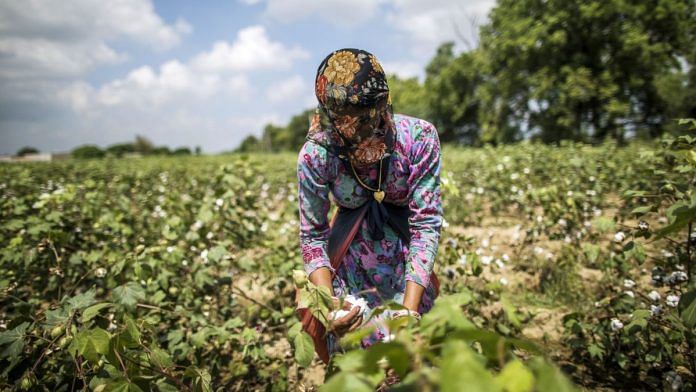 A farmer hand-picks cotton in a field in Dangad, Haryana | Photographer: Prashanth Vishwanathan | Bloomberg