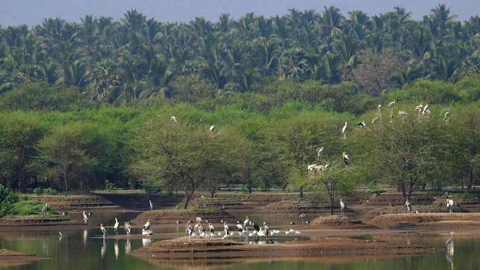 Avian biodiversity of Noyyal system lakes (Representational image) | Sanket Bhale