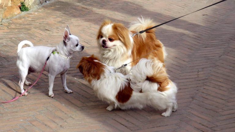 Dogs, cats banned: Delhi’s IFS Apartments’ rule hits residents during pandemic, some move out