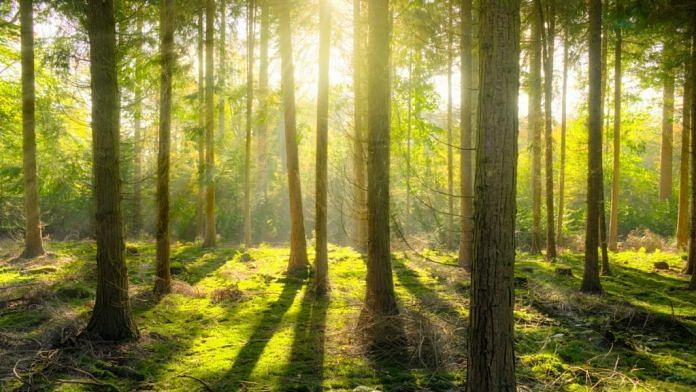 Representational image | Photo: Pexels