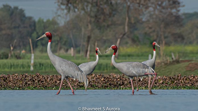A Sarus family at Dhanauri wetlands | Bhavneet Aurora