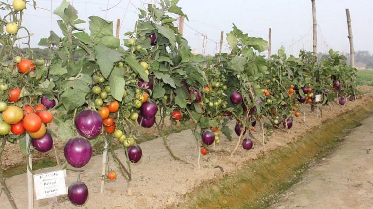 Is it brinjal or tomato? No, it’s ‘Brimato’, just like ‘Pomato’ grafted by Varanasi scientists