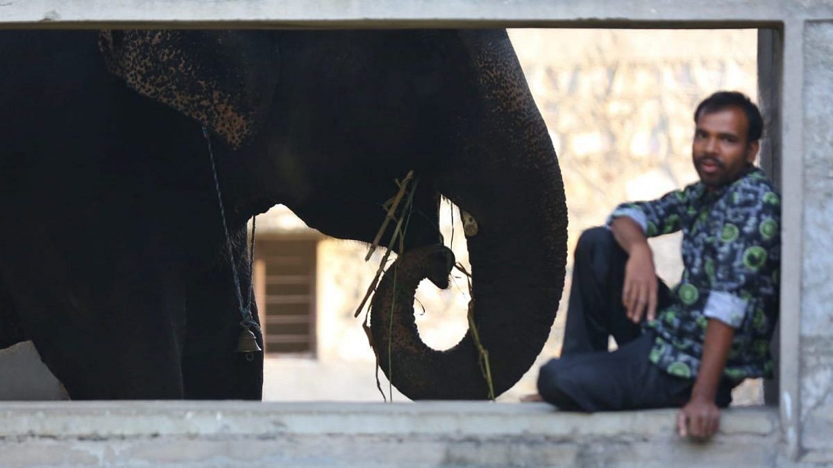 An elephant and its mahout at Hathi Gaon in Jaipur | Photo: Suraj Singh Bisht/ThePrint